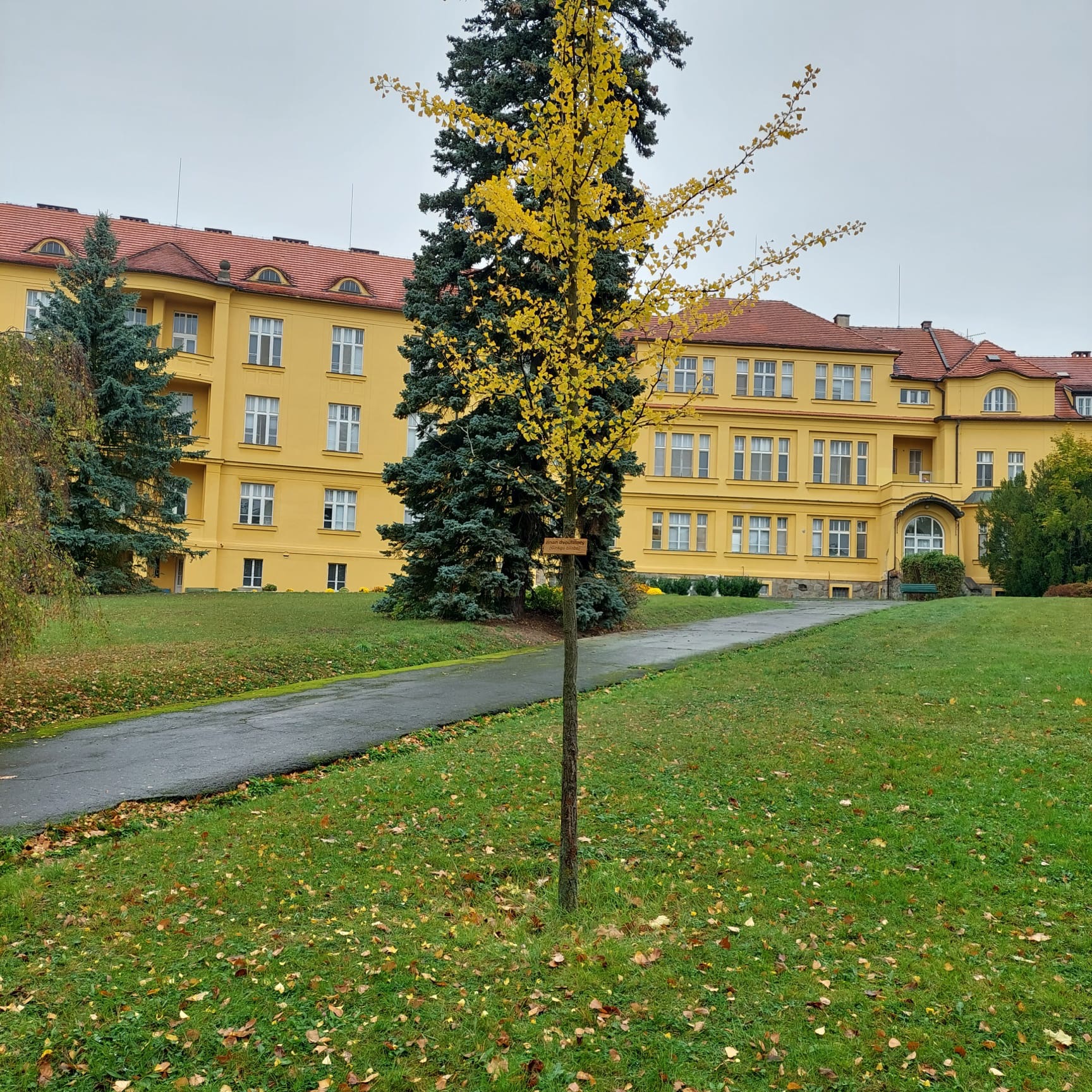 Svátek stromů Svátek stromů
