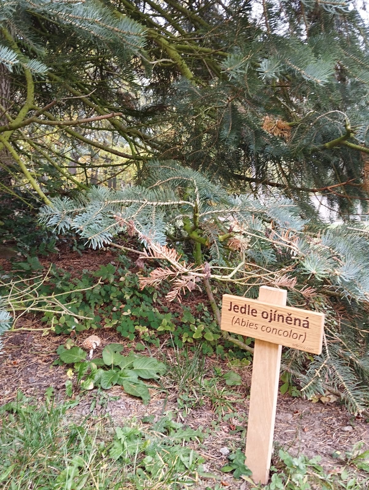Den stromů Den stromů